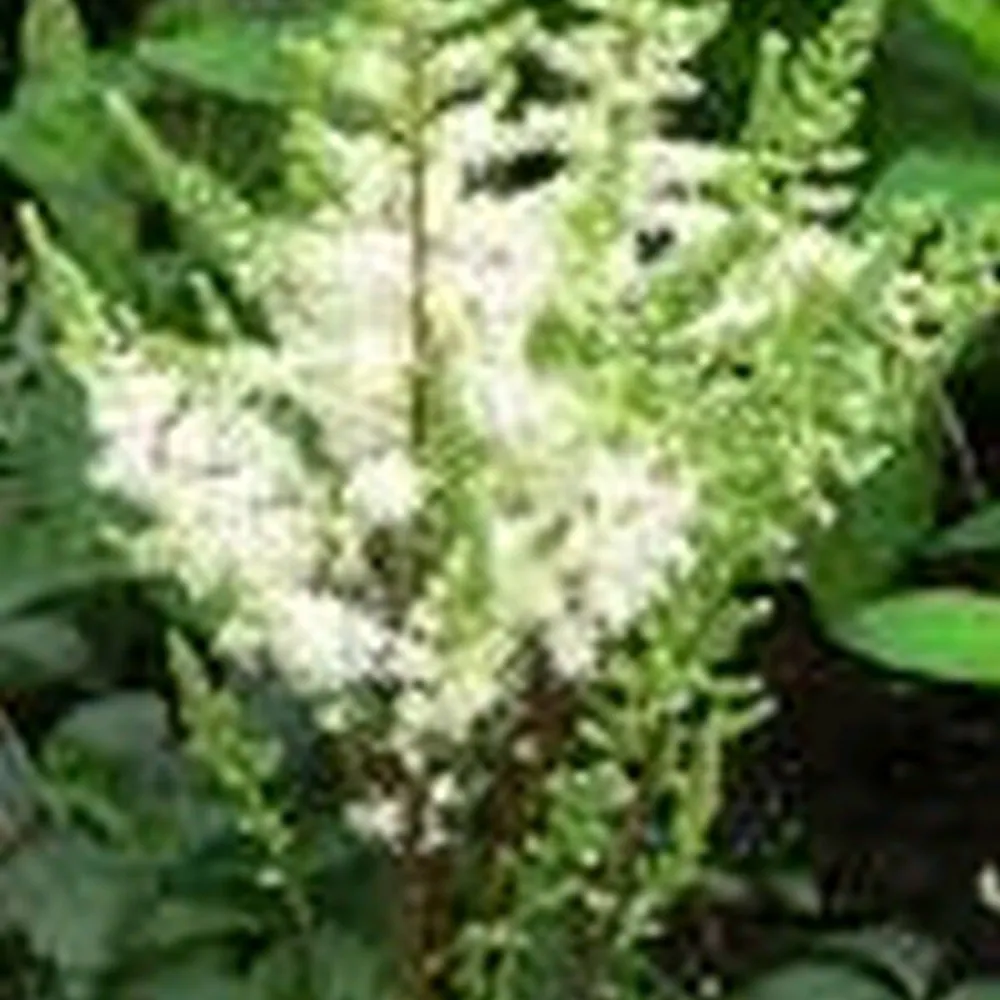 Astilbe (white) | White astilbe | Pond Side Plant - Image 3