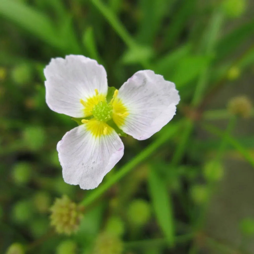 Baldellia?ranunculoides | Lesser water-plantain | Marginal Plant