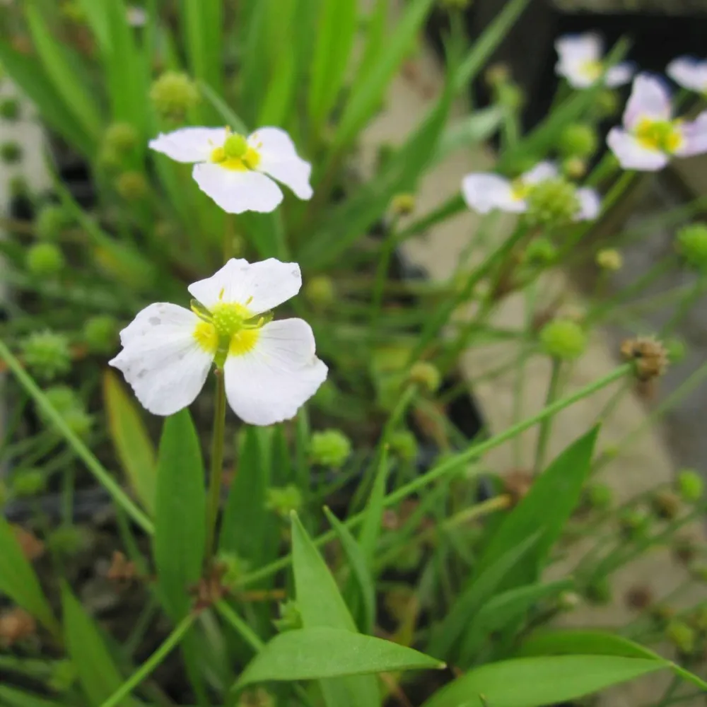 Baldellia?ranunculoides | Lesser water-plantain | Marginal Plant - Image 2
