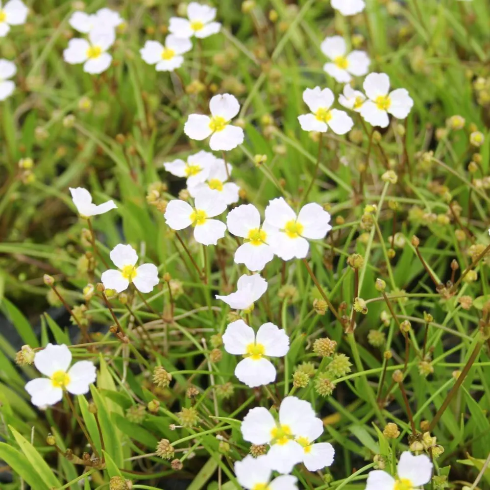Baldellia?ranunculoides | Lesser water-plantain | Marginal Plant - Image 3