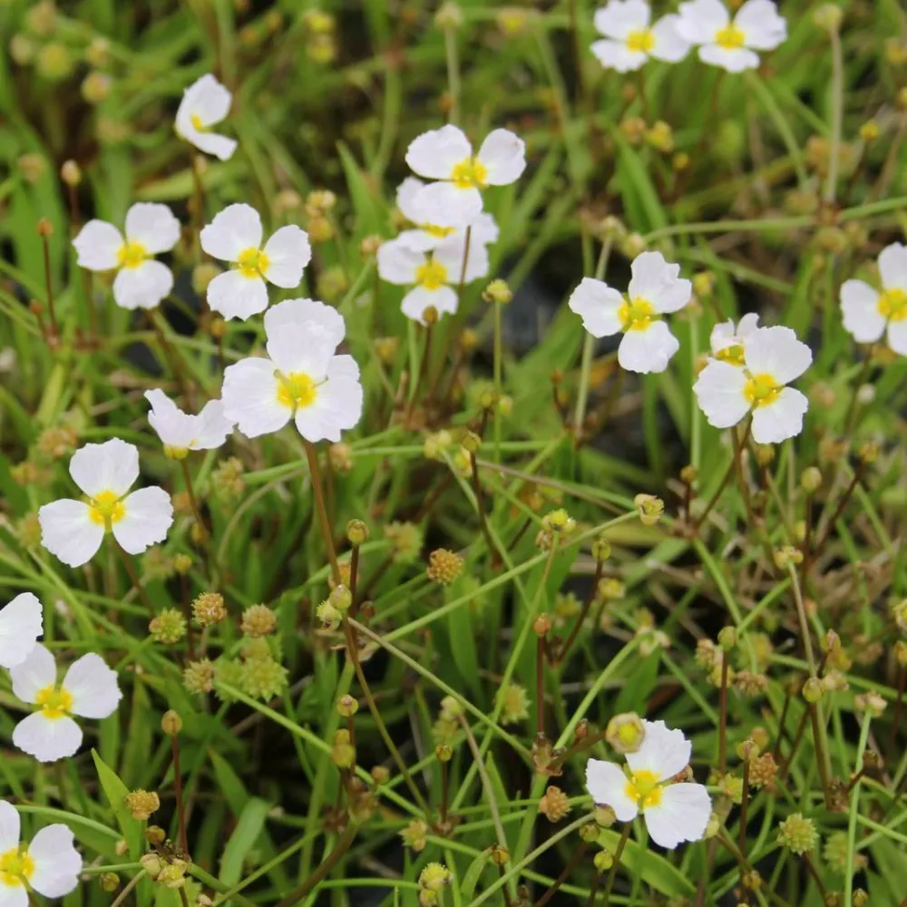 Baldellia?ranunculoides | Lesser water-plantain | Marginal Plant - Image 4