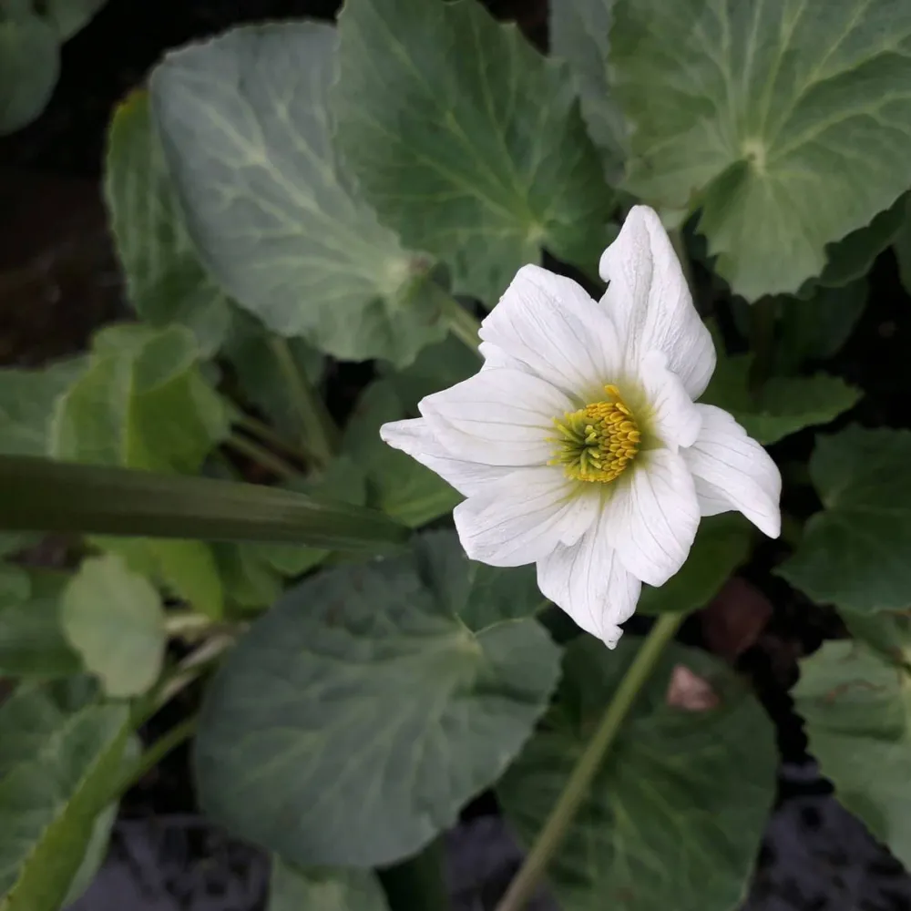 Caltha?leptosepala | White marsh marigold | Marginal Plant