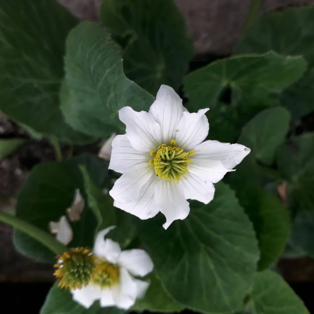 Caltha?leptosepala | White marsh marigold | Marginal Plant - Image 2