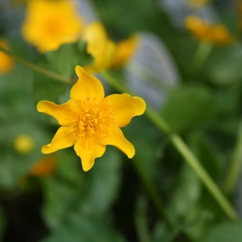 Caltha?palustris | Marsh marigold (kingcup) | Marginal Plant - Image 4