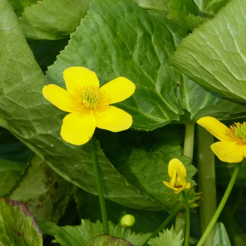 Caltha?palustris Polypetala | Giant marsh marigold | Marginal Plant