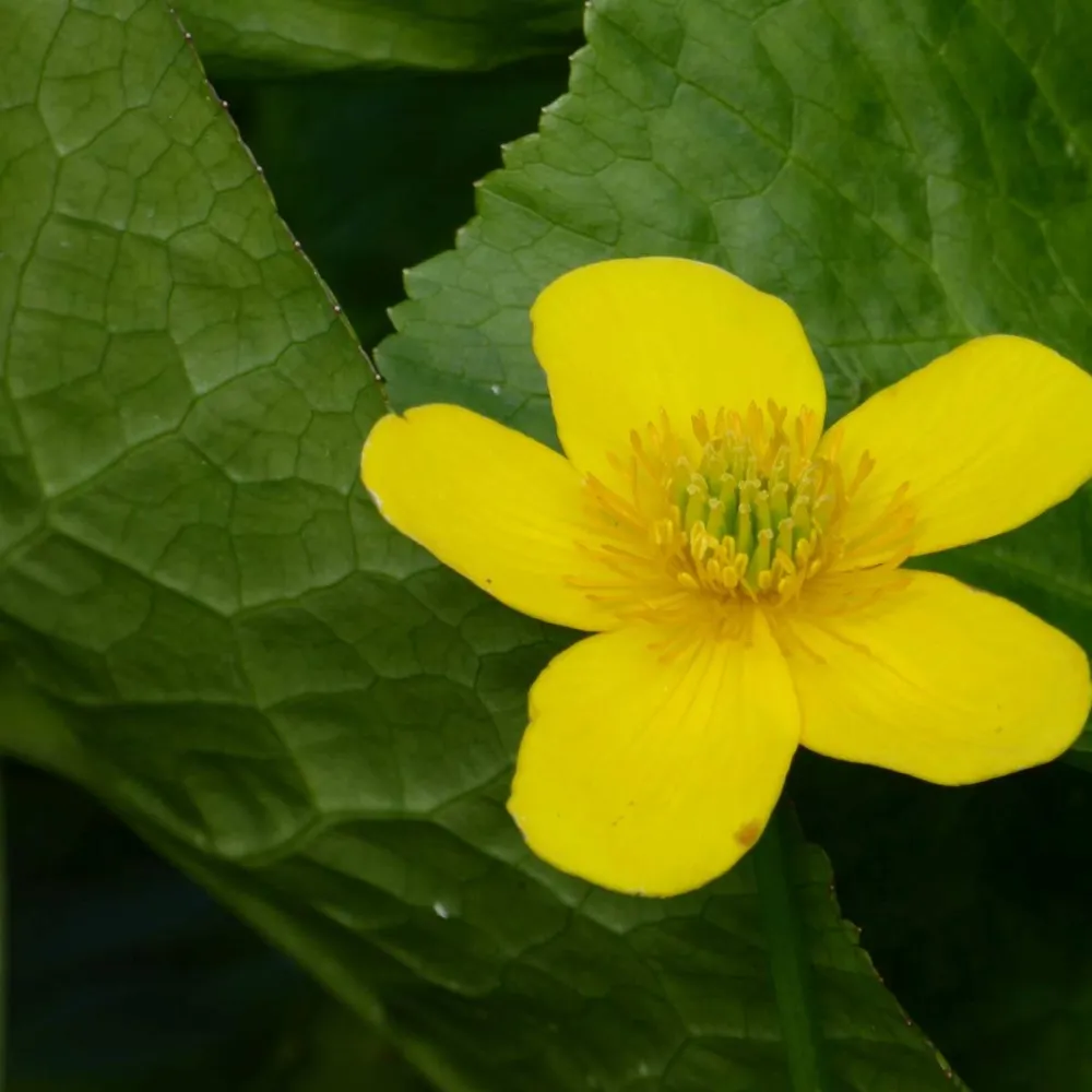 Caltha?palustris Polypetala | Giant marsh marigold | Marginal Plant - Image 2