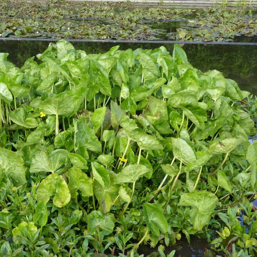 Caltha?palustris Polypetala | Giant marsh marigold | Marginal Plant - Image 3