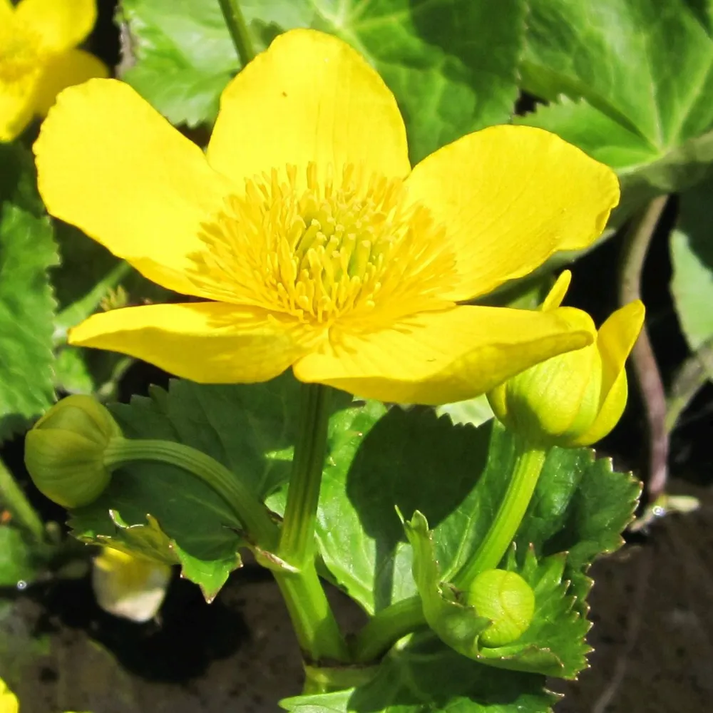 Caltha?palustris Polypetala | Giant marsh marigold | Marginal Plant - Image 4