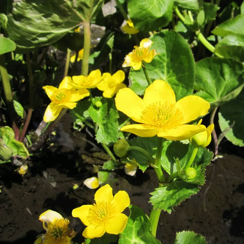 Caltha?palustris Polypetala | Giant marsh marigold | Marginal Plant - Image 6