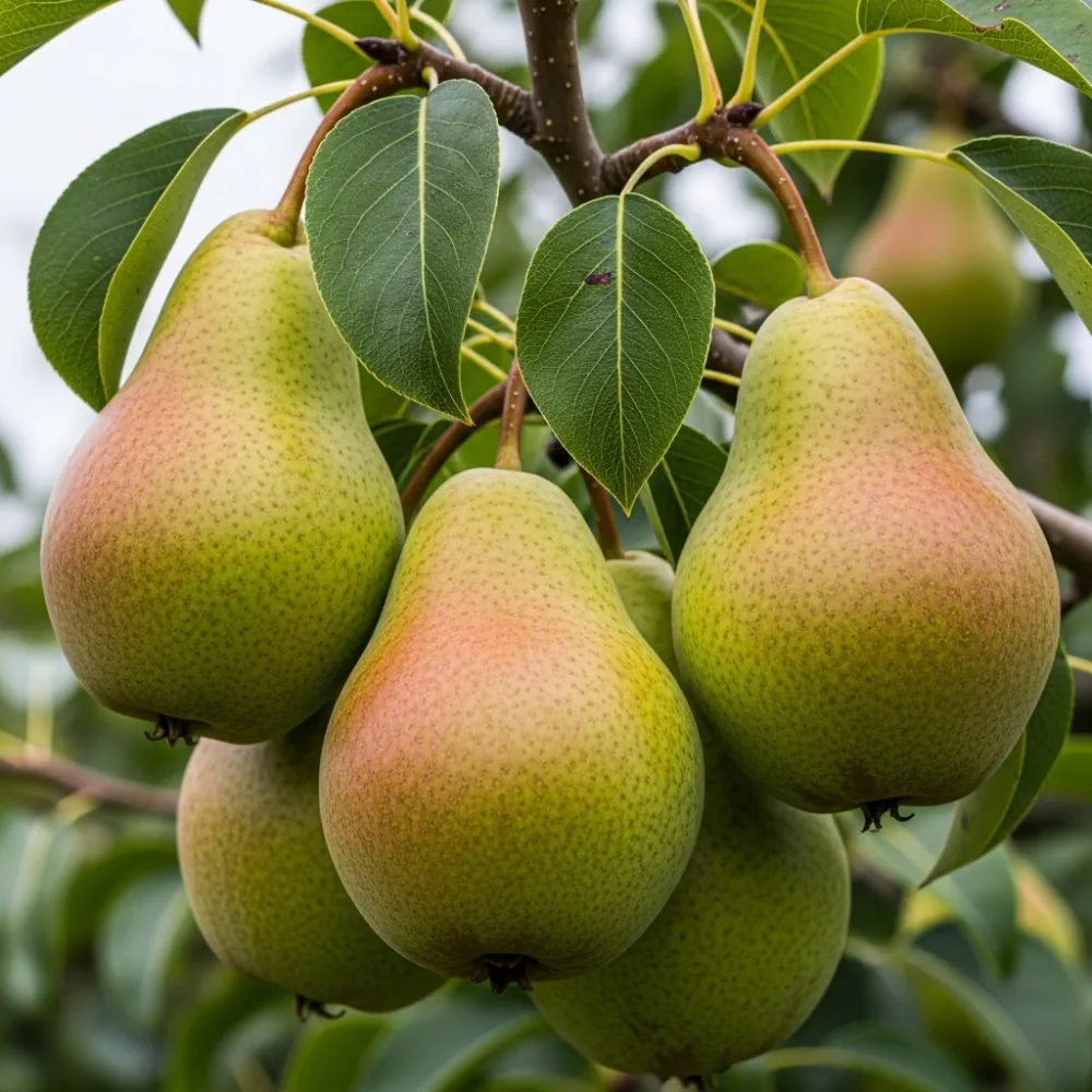 Cordon 'William's Bon Chrétien' Pear Tree | 5ft | Bare Root - Image 3