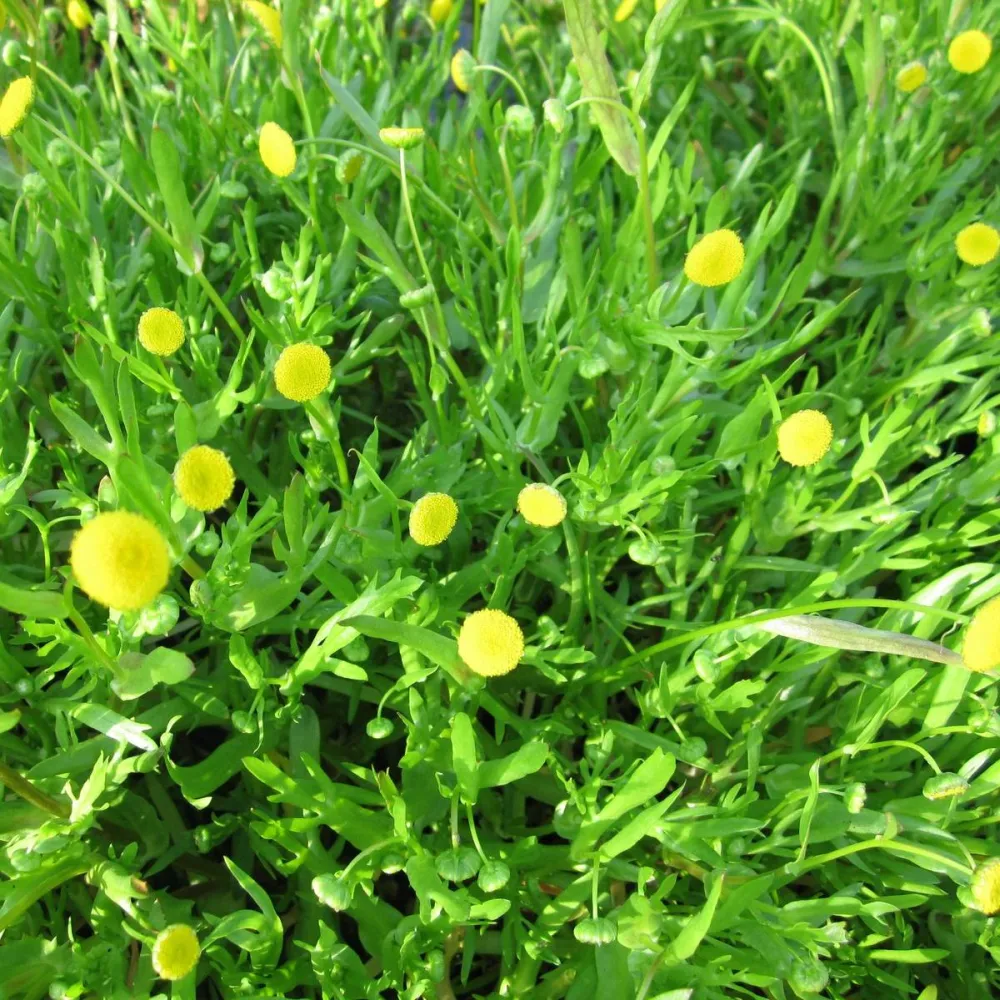 Cotula?coronopifolia | Water buttons (golden buttons) | Marginal Plant - Image 3