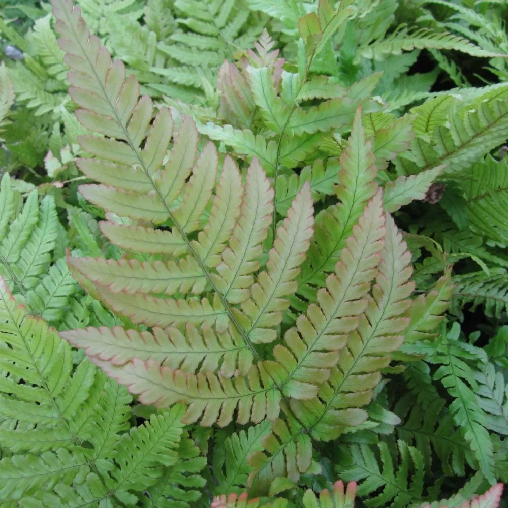 Dryopteris?erythrosora | Autumn fern | Pond Side Plant - Image 2
