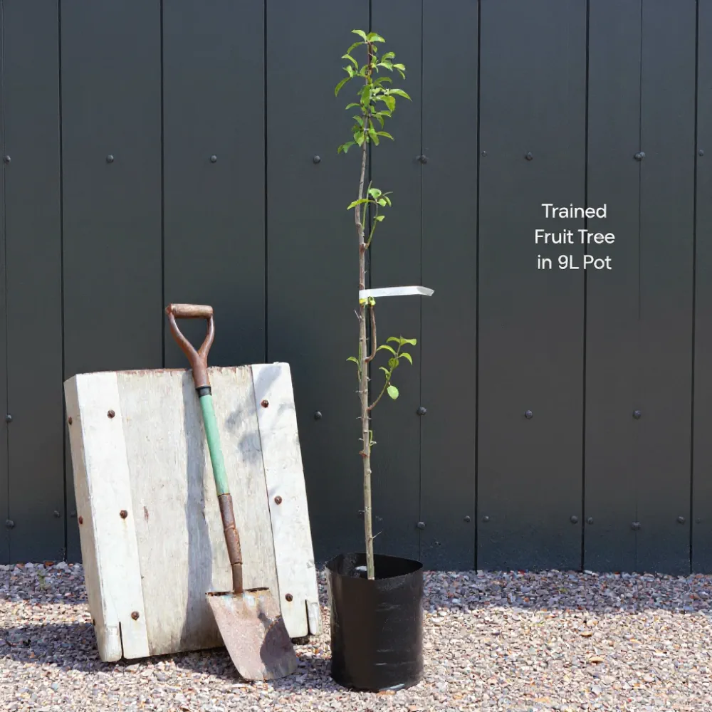 Duo Pear Tree | 'Williams' Bon Chrétien' & 'Conference' | 9L Pot - Image 3
