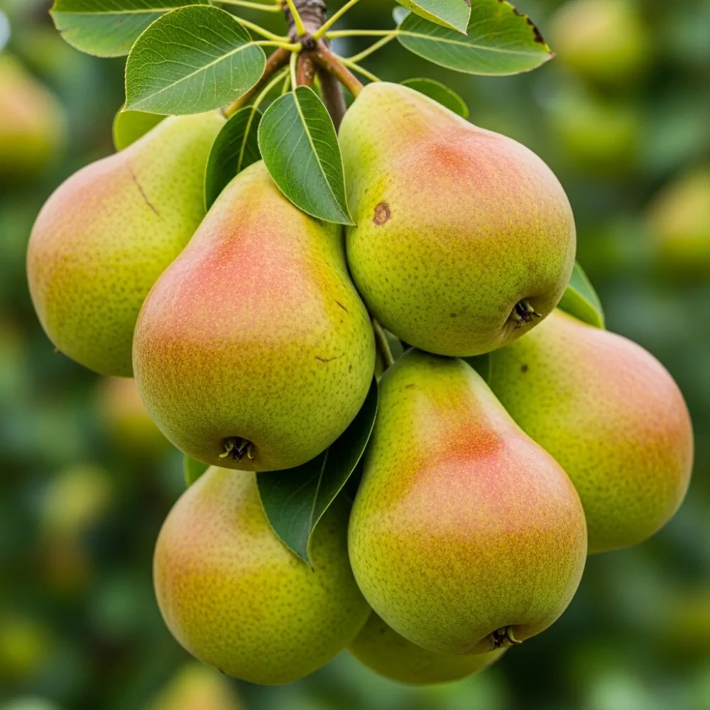 Espalier 'Williams' Bon Chrétien' Pear Tree | Bare Root - Image 2