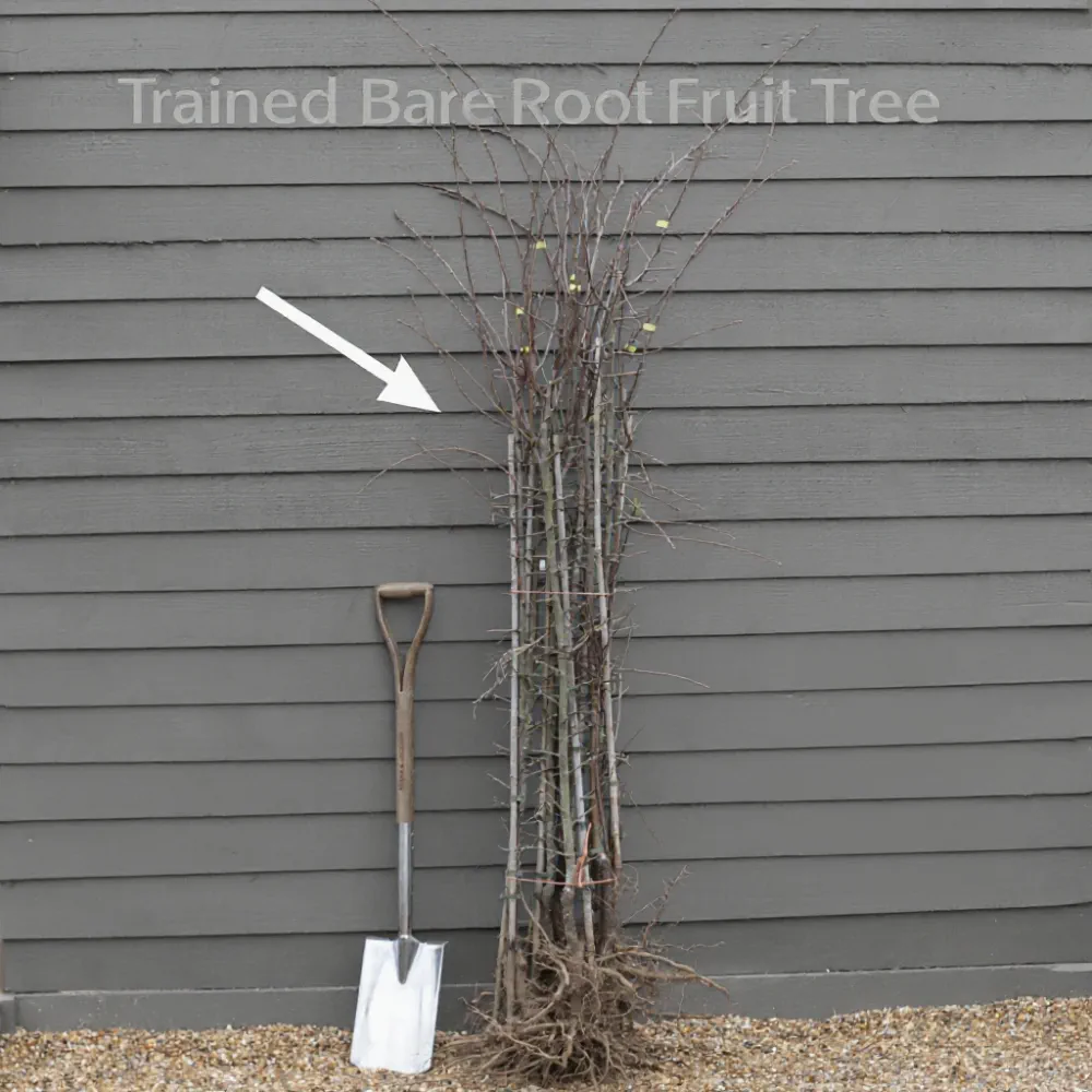 Espalier 'Williams' Bon Chrétien' Pear Tree | Bare Root - Image 4