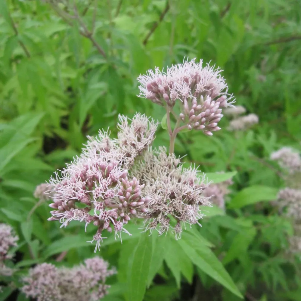 Eupatorium?cannabinum | Hemp agrimony | Marginal Plant - Image 3