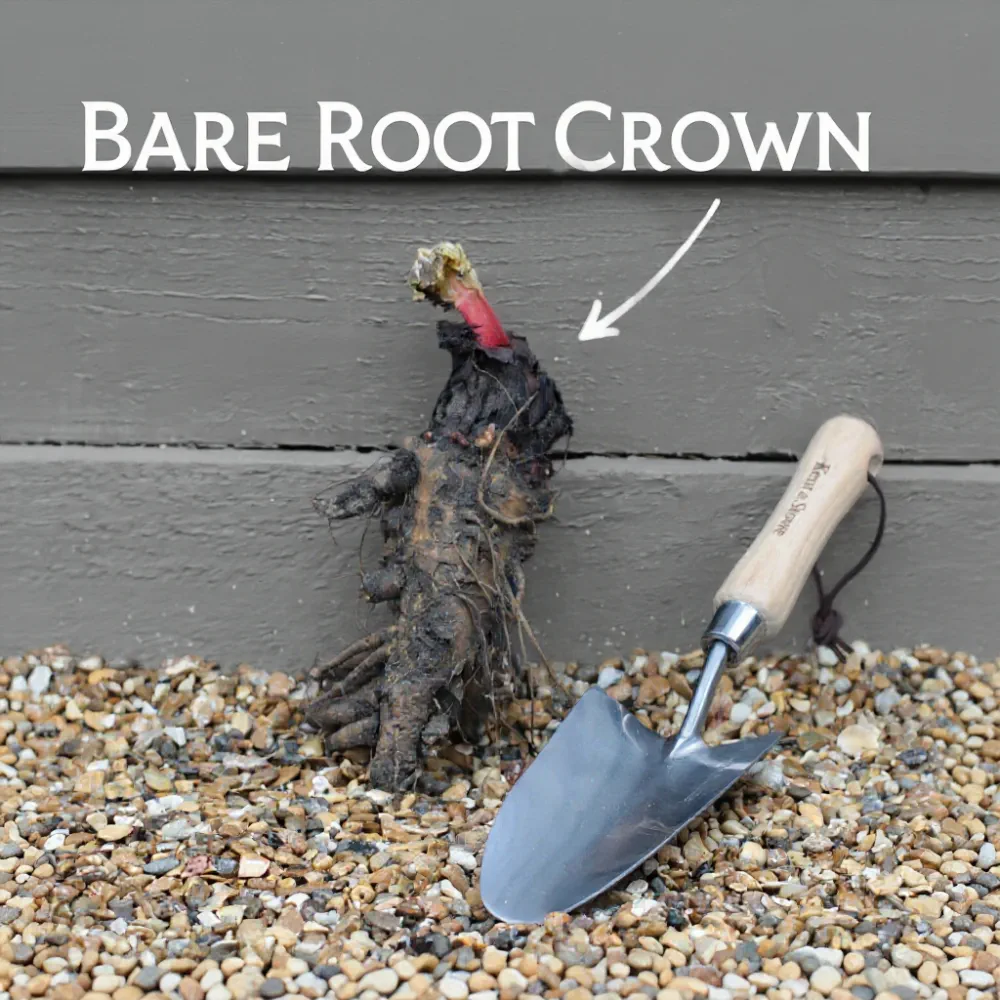 Fulton's Strawberry Surprise' Rhubarb Plant | 3 Bare Root Crowns - Image 6