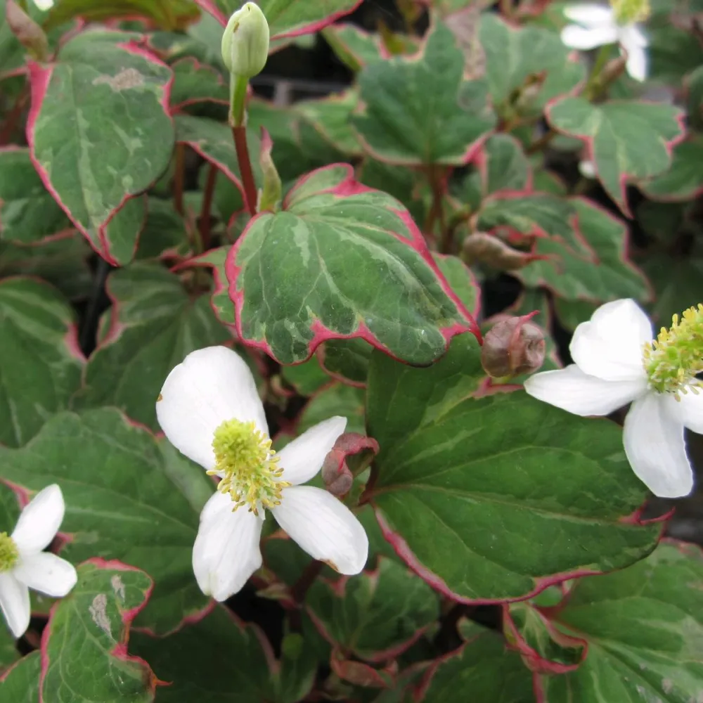 Houttuynia?cordata?Boo?Boo | Boo Boo chameleon plant | Marginal Plant - Image 2