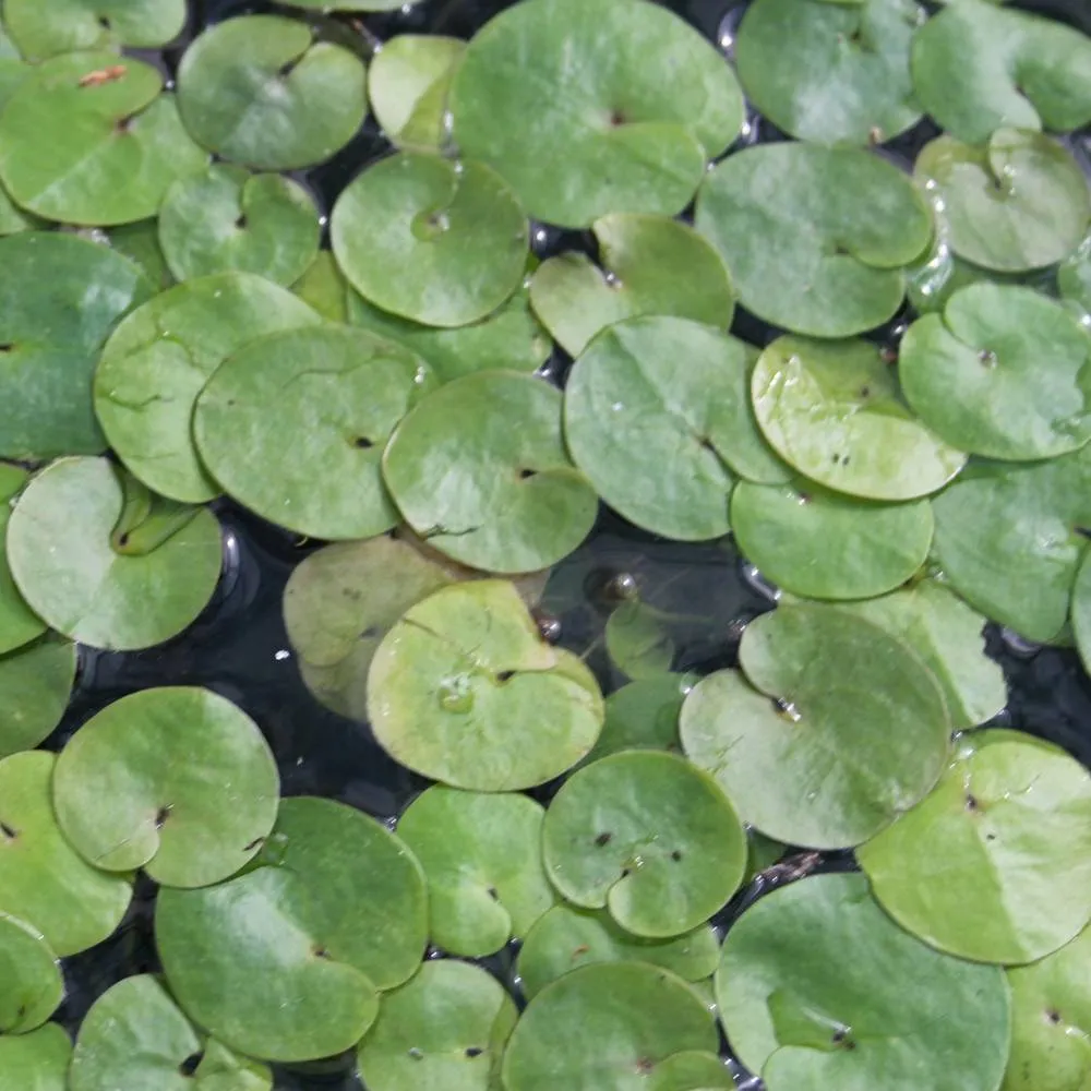 Hydrocharis?morsus-ranae | Frogbit | Floating Plant