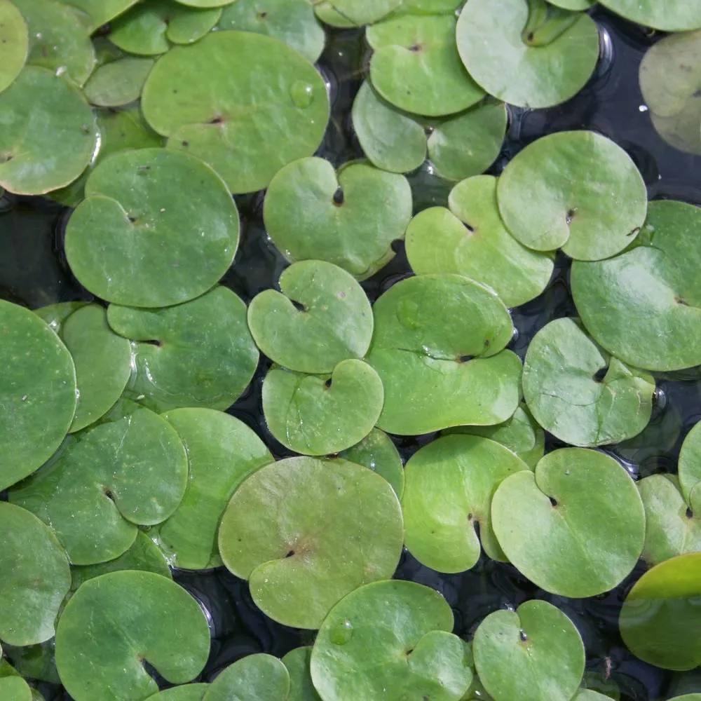 Hydrocharis?morsus-ranae | Frogbit | Floating Plant - Image 2