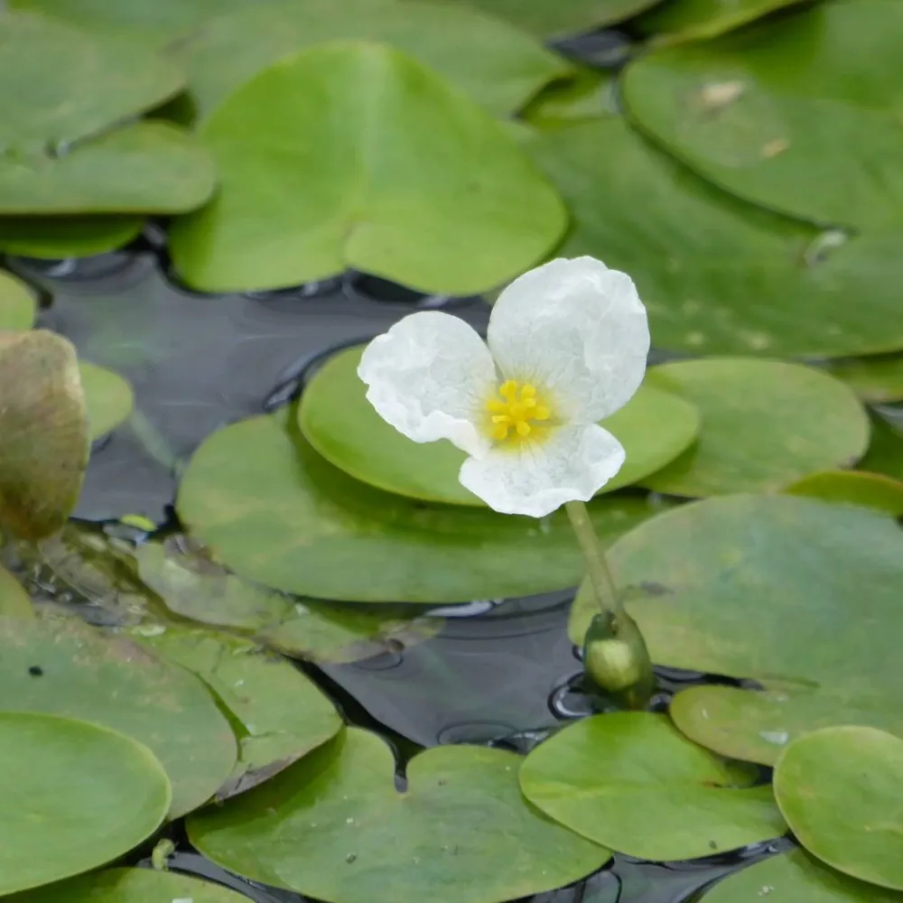 Hydrocharis?morsus-ranae | Frogbit | Floating Plant - Image 3