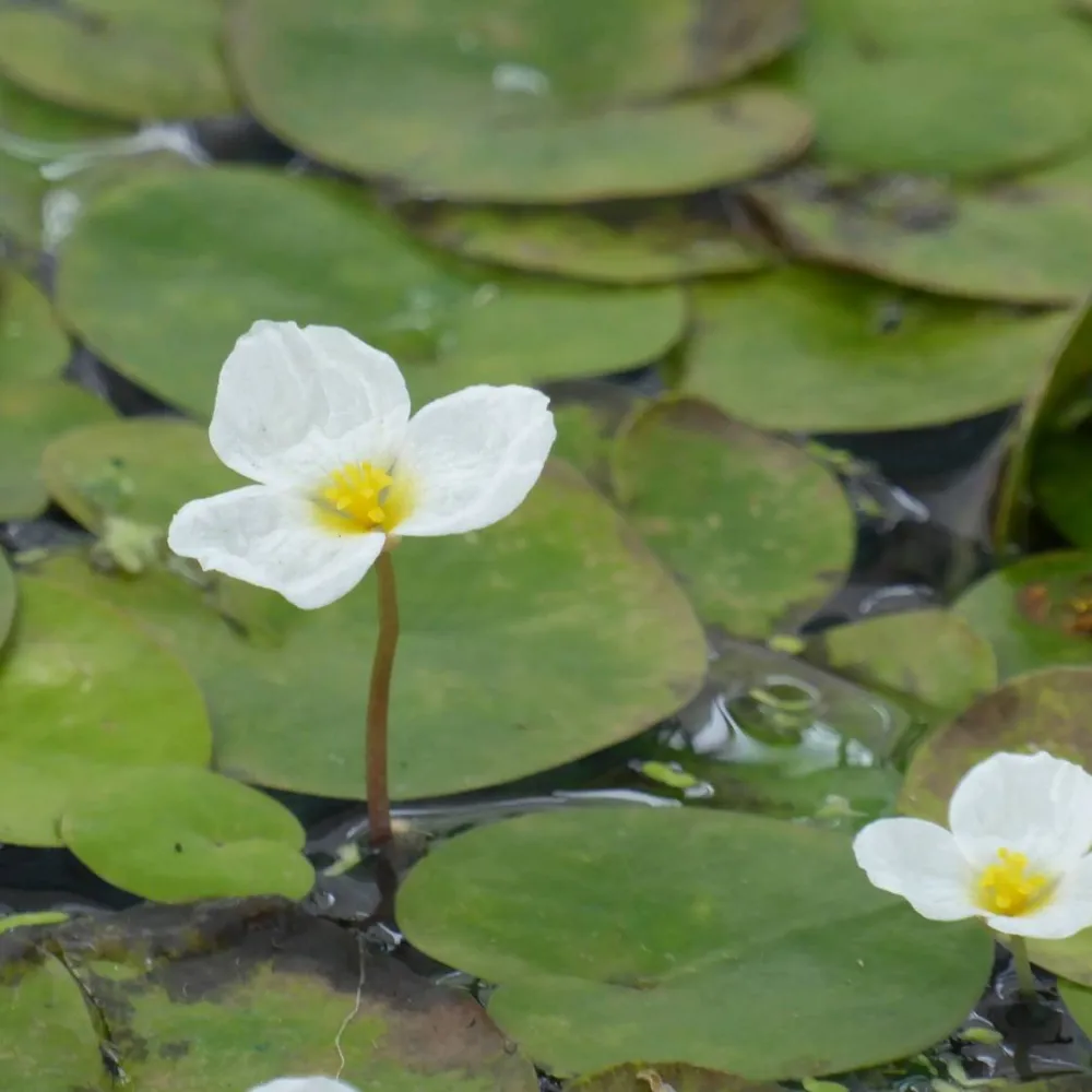 Hydrocharis?morsus-ranae | Frogbit | Floating Plant - Image 4