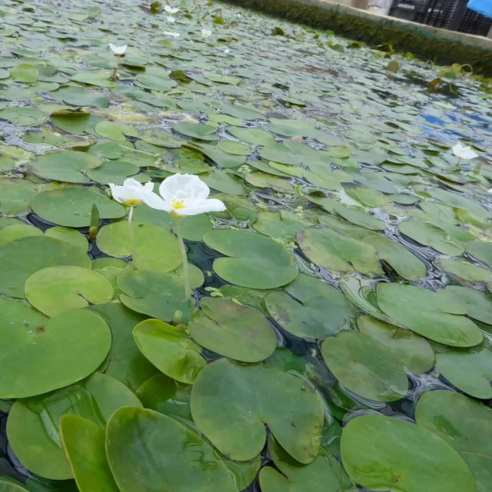 Hydrocharis?morsus-ranae | Frogbit | Floating Plant - Image 6