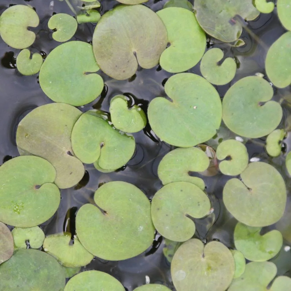 Hydrocharis?morsus-ranae | Frogbit | Floating Plant - Image 7