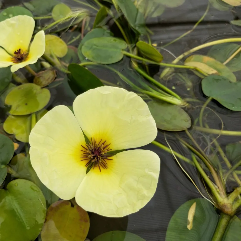 Hydrocleys?nymphoides | Water poppy | Floating Plant