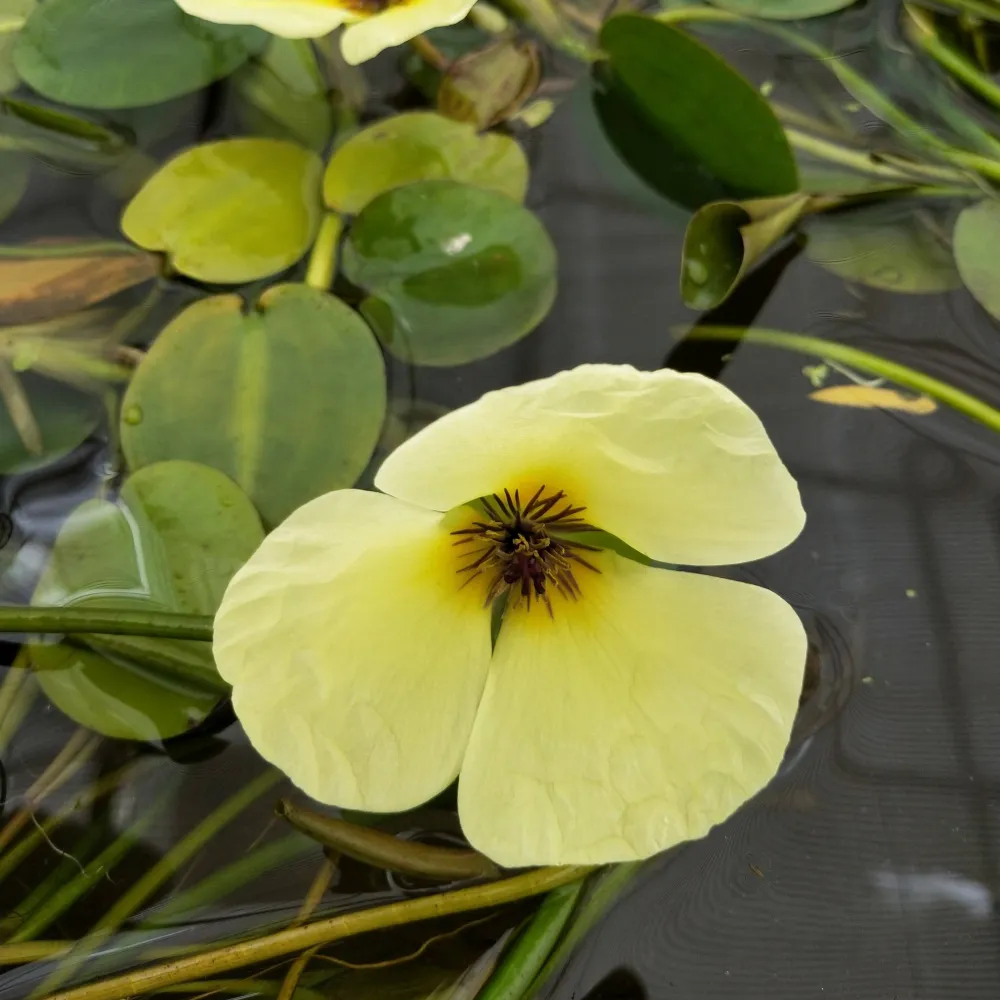 Hydrocleys?nymphoides | Water poppy | Floating Plant - Image 2