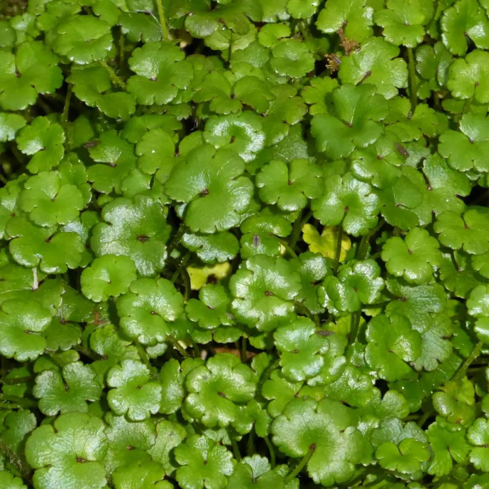 Hydrocotyle?Novae-Zelandiae | New Zealand pennywort | Oxygenating Marginal Plant - Image 2