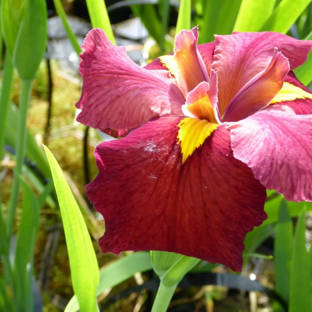 Iris?louisiana?Ann Chowning | Louisiana iris Ann Chowning | Marginal Plant - Image 4