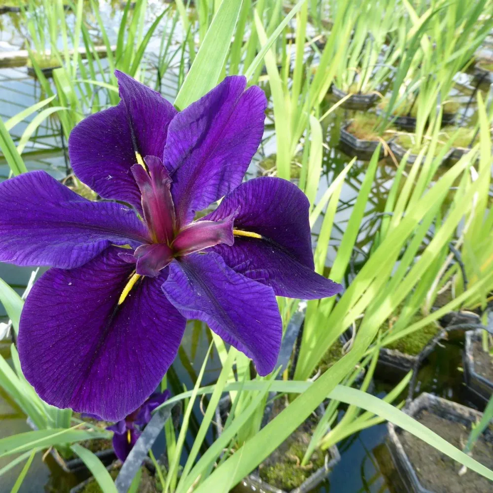 Iris?louisiana?Black Gamecock | Louisiana iris Black Gamecock | Marginal Plant - Image 2