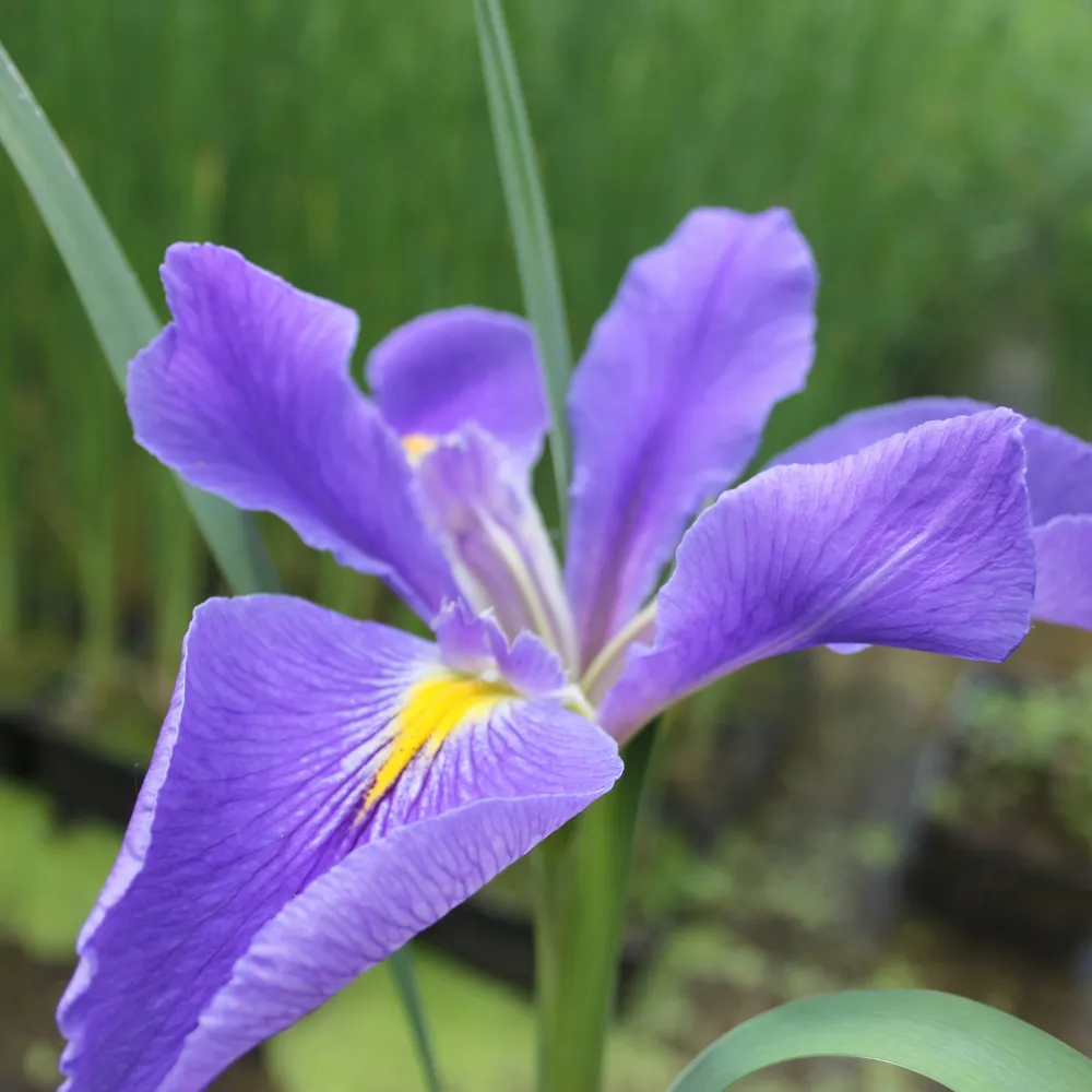 Iris?louisiana?Heather Stream | Louisiana iris Heather Stream | Marginal Plant