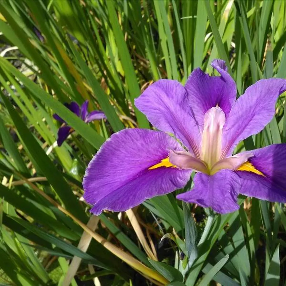 Iris?louisiana?Pegaletta | Louisiana iris Pegaletta | Marginal Plant - Image 4