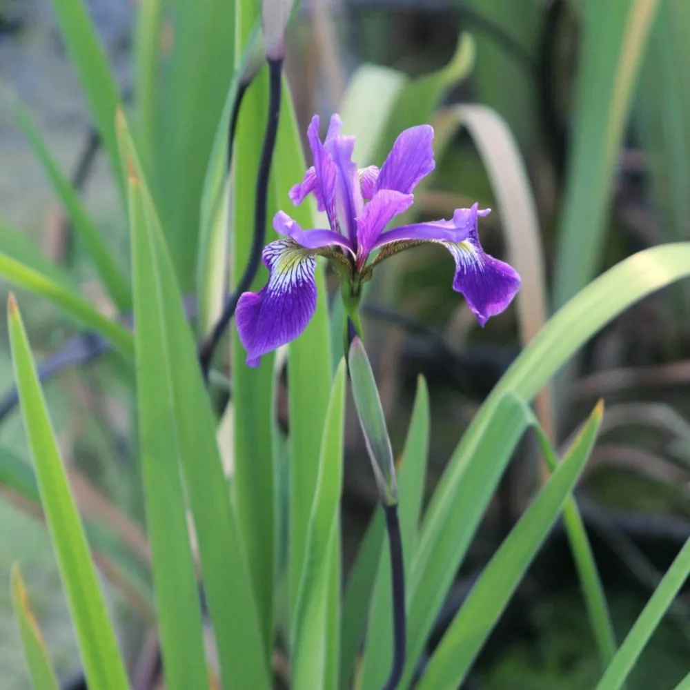 Iris?robusta?Gerald Darby | Gerald Darby hybrid iris | Marginal Plant