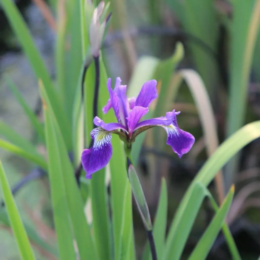 Iris?robusta?Gerald Darby | Gerald Darby hybrid iris | Marginal Plant - Image 2
