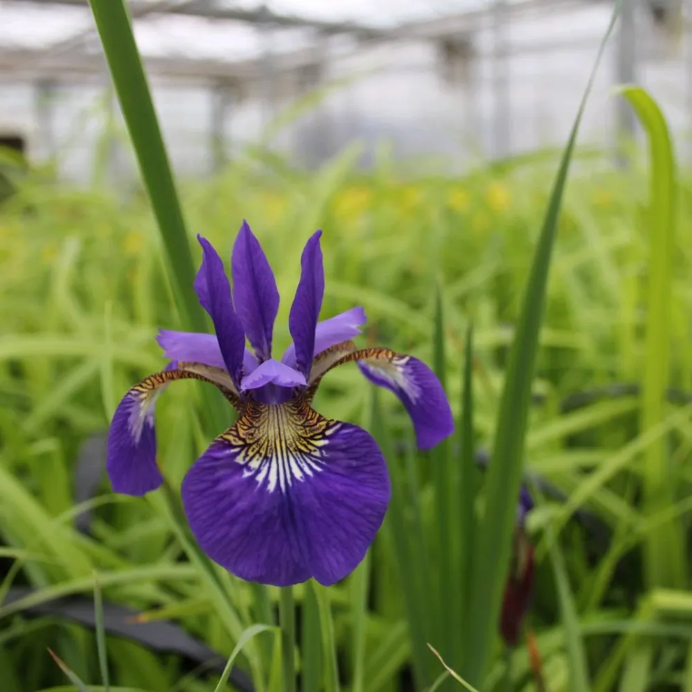 Iris?sibirica | Siberian iris | Marginal Plant - Image 3