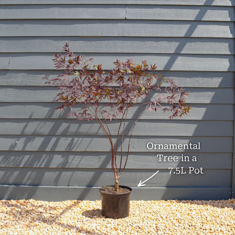 Japanese Maple Tree | Acer palmatum Orange Dream | 3ft Tree in 7.5L Pot - Image 6