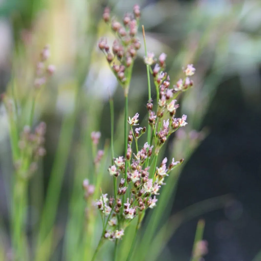 Juncus?maritimus | Sea rush | Marginal Plant - Image 3