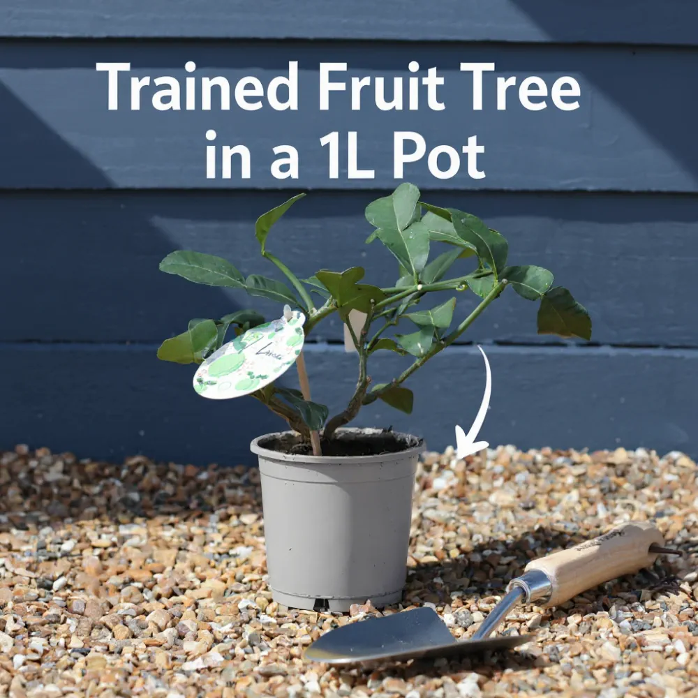 Kaffir Lime Tree | Citrus Hystrix | 1L Pot - Image 4