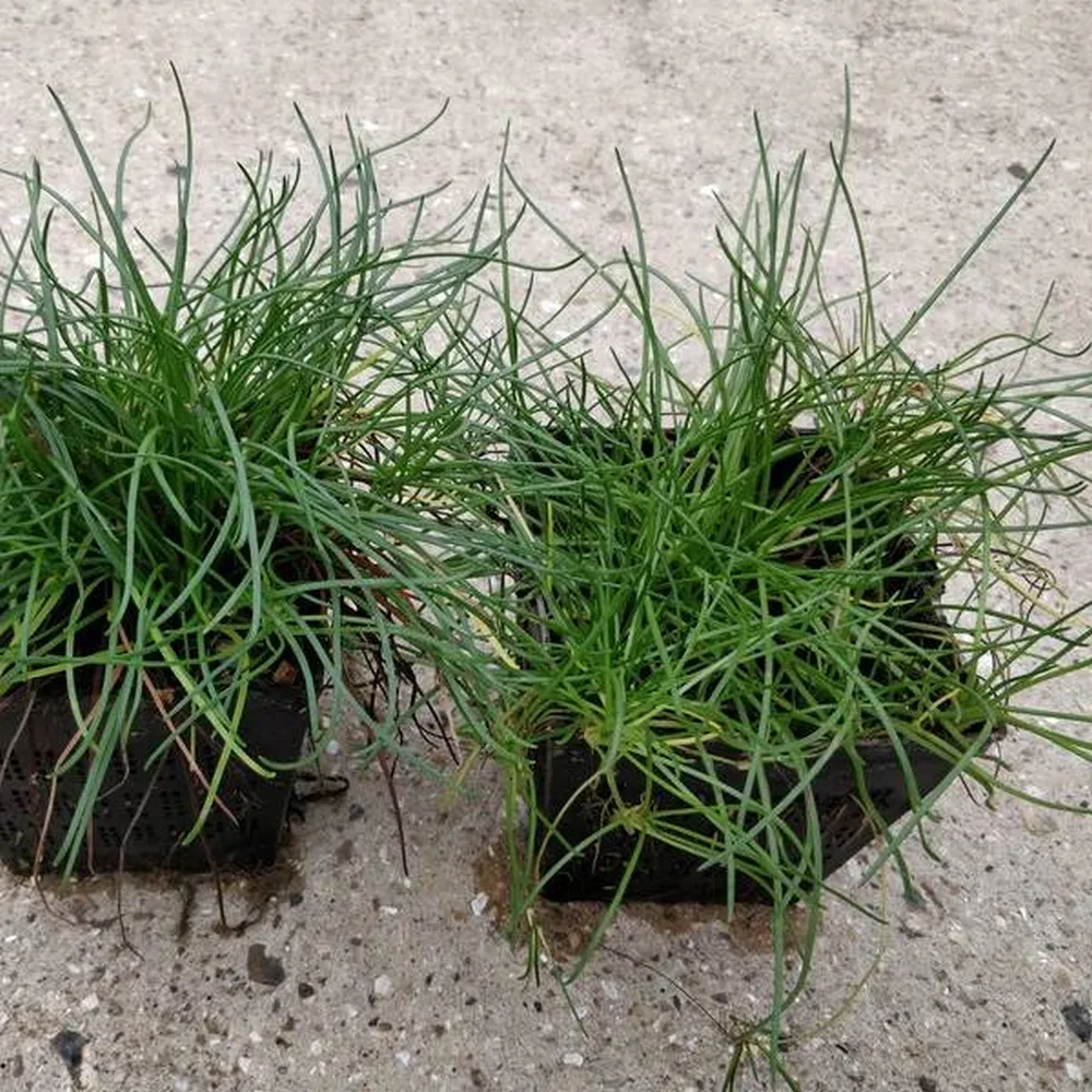 Littorella?uniflora | Shoreweed | Marginal Plant - Image 2