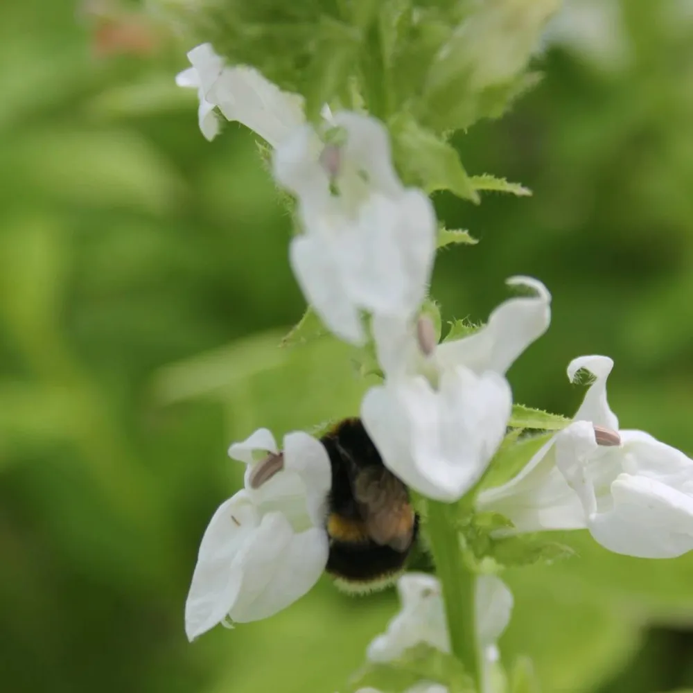 Lobelia?siphilitica?Alba | White great lobelia | Marginal Plant