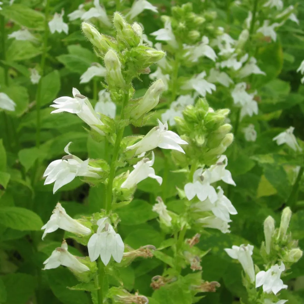 Lobelia?siphilitica?Alba | White great lobelia | Marginal Plant - Image 2