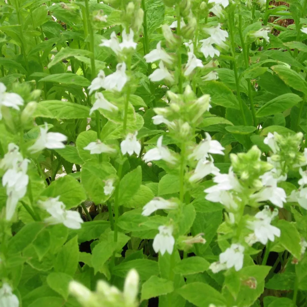 Lobelia?siphilitica?Alba | White great lobelia | Marginal Plant - Image 3