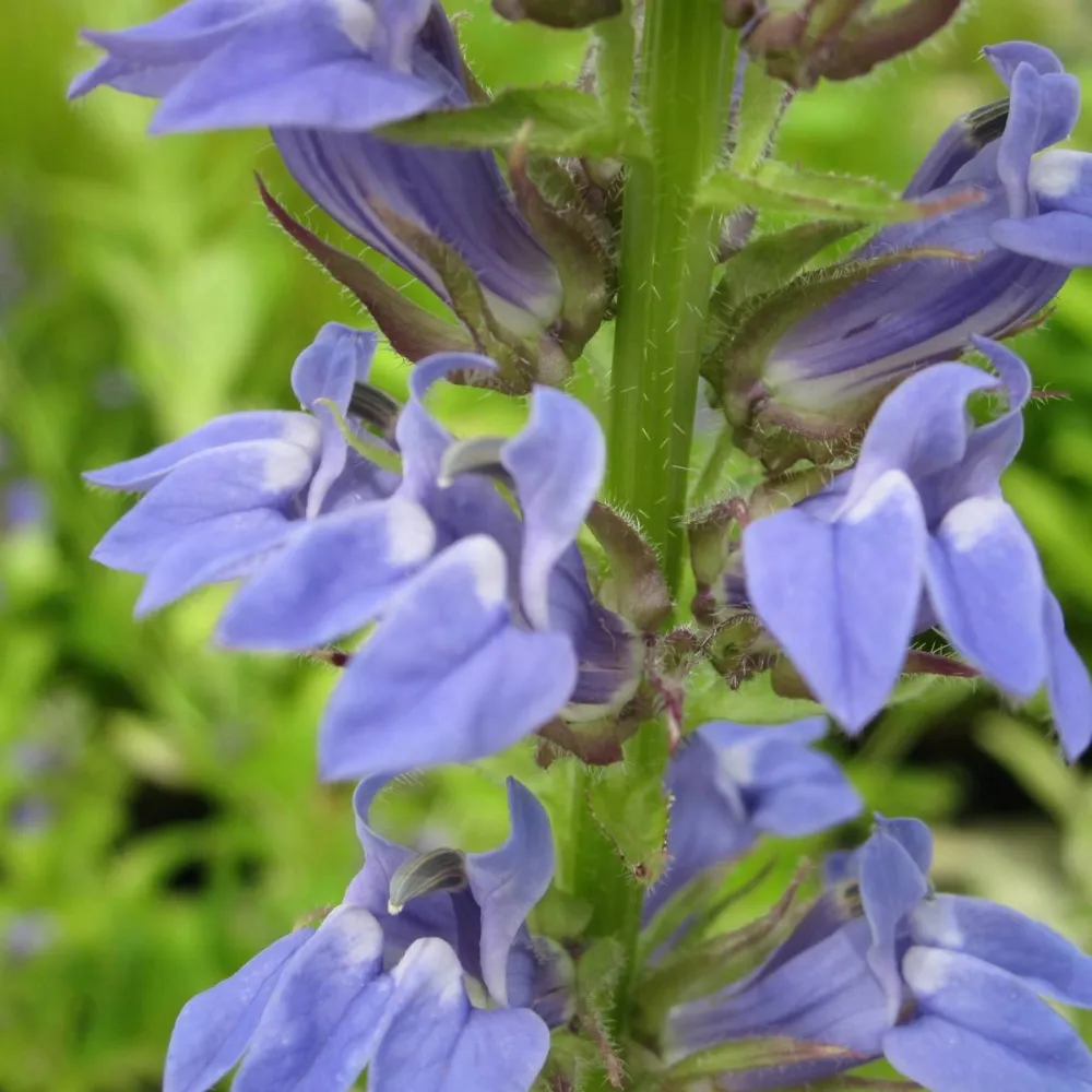 Lobelia?siphilitica | Great blue lobelia | Marginal Plant