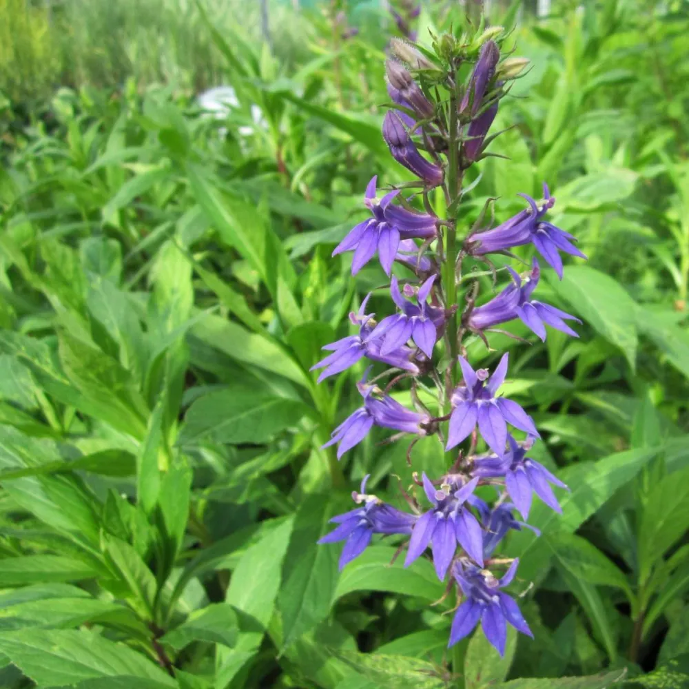 Lobelia?siphilitica | Great blue lobelia | Marginal Plant - Image 2