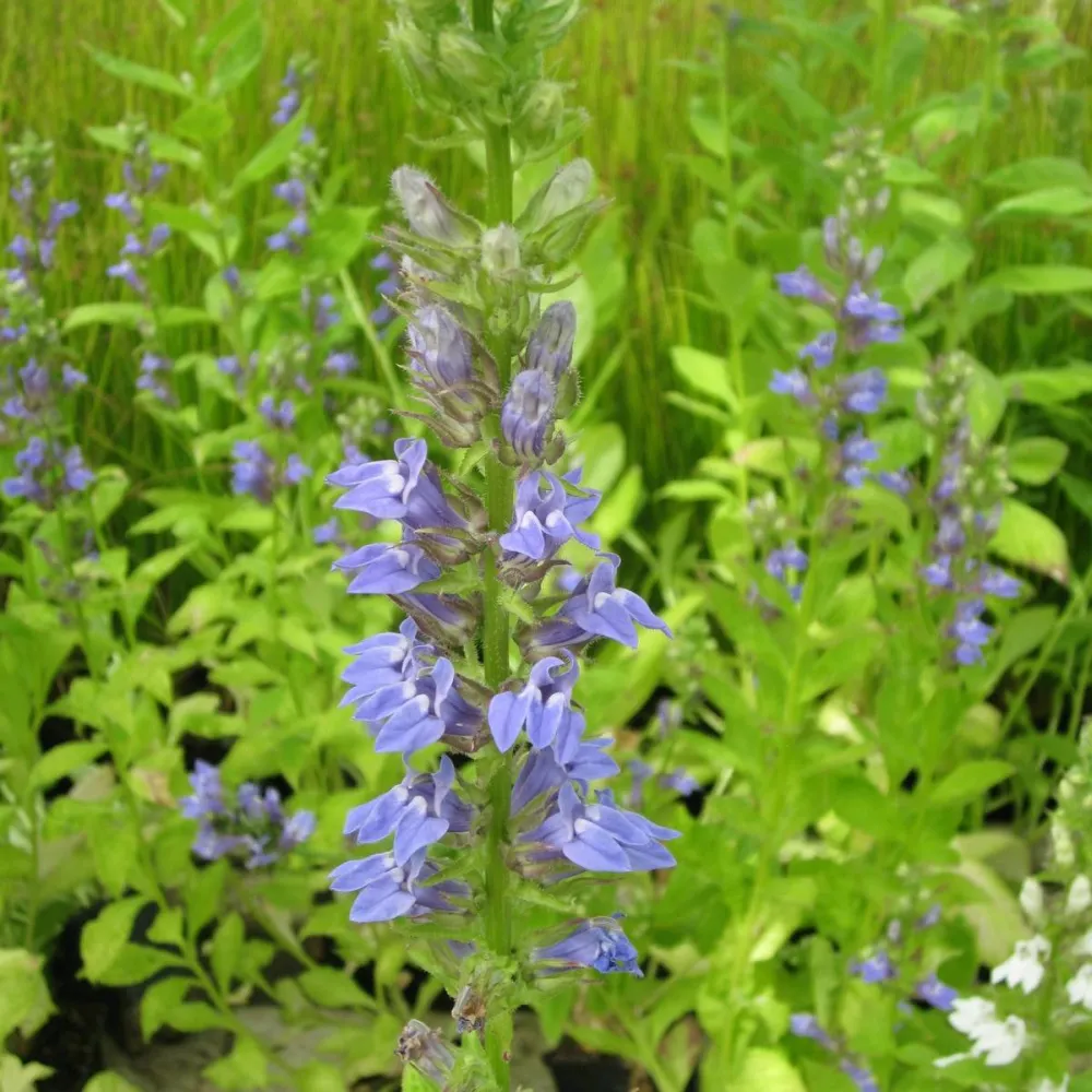 Lobelia?siphilitica | Great blue lobelia | Marginal Plant - Image 3