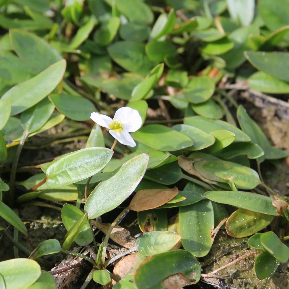 Luronium?natans | Floating water-plantain | Marginal Plant - Image 2