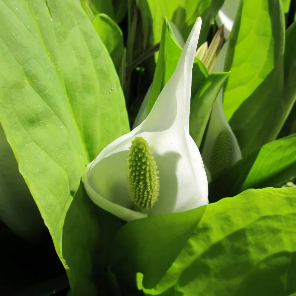 Lysichiton?camtschatcensis | Asian (white) skunk cabbage | Marginal Plant - Image 2